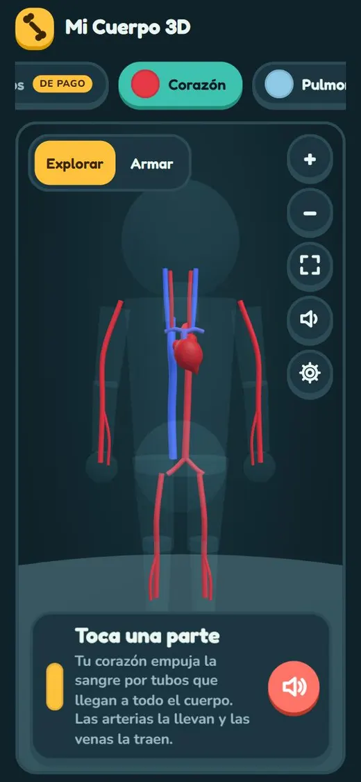 El corazón y los vasos sanguíneos en 3D